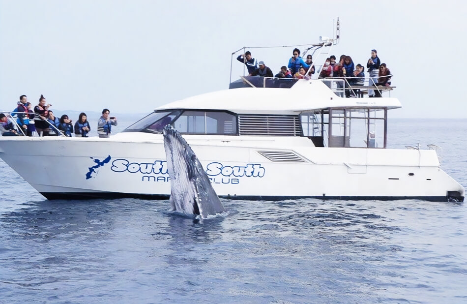 海人のカンでクジラの間近に