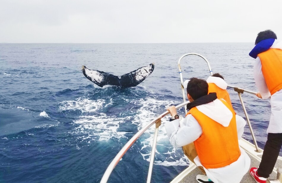 1階船首はクジラとの距離が近い