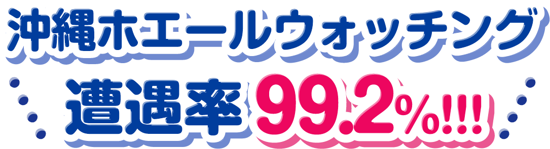 沖縄ホエールウォッチング 遭遇率99.2％！！！